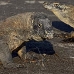 dragon_komodo_hsb_rinca_v_2286_kom4655.jpg